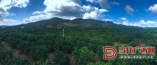 瑞金市黄柏乡坳背岗万亩脐橙基地。王海波摄.jpg