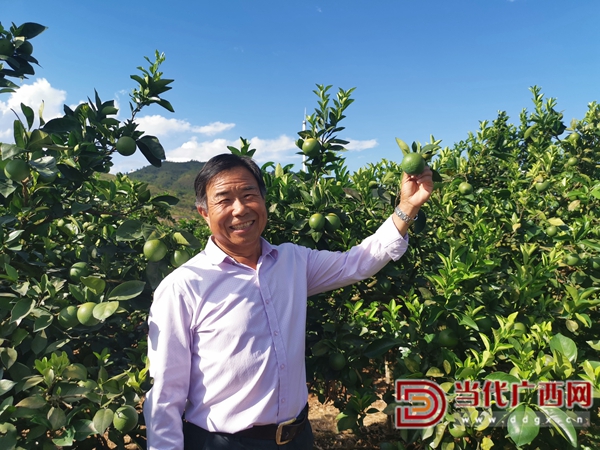邓大庆成为了黄柏乡远近闻名的&ldquo;脐橙大王&rdquo;。王海波摄.jpg