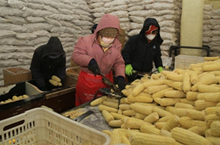 黑龙江鸡西：越到春节 很多农民越忙