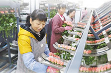 春花灿烂 生活美好